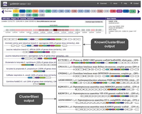 科研 nucleic acids res. gutsmash web服务器自动识别来自肠道微生物群的初级代谢基因簇